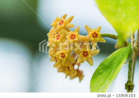 ホヤの一種、キョウチクトウ科 13806103