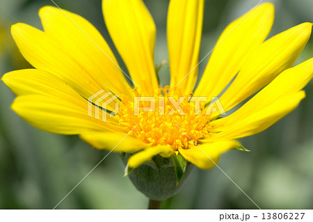 ガザニア・リゲンス,、ガザニア・レモンタルト、蛇の目勲章菊、キク科、南アフリカ 13806227