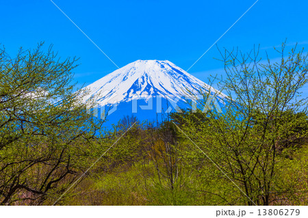 森と富士山頂 13806279