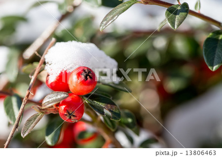 winter background with red gaultheria and snow winter background with red gaultheria and snow 13806463