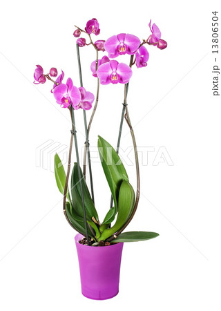 Orchid flower 13806504
