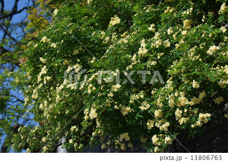 木香薔薇モッコウバラ  花言葉は「純潔」 木香薔薇モッコウバラ  花言葉は「純潔」 13806763