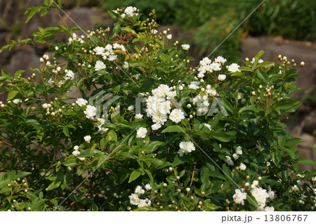 白木香薔薇シロモッコウ 花言葉は 幼い頃の幸せな時間 の写真素材