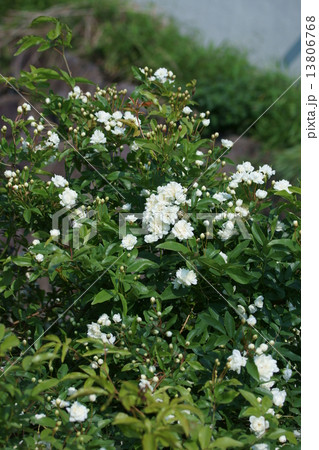 白木香薔薇シロモッコウ 花言葉は 素朴な美 の写真素材