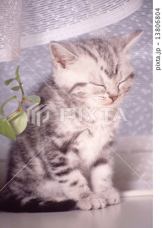 かわいい子猫 13806804