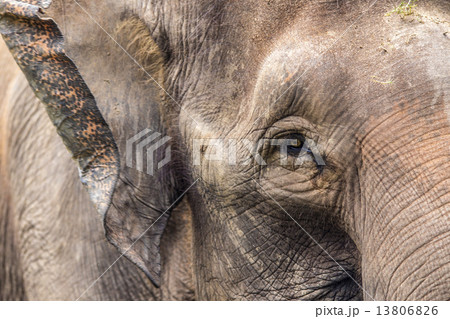 Close up view of elephant face 13806826