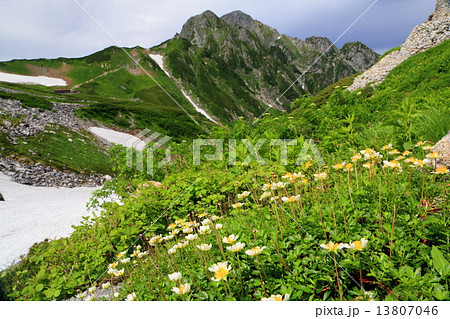 剱沢のチングルマの花と剣岳 13807046