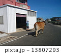 牛の散歩 13807293