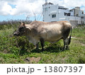 牛の日常 13807397