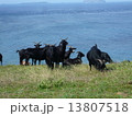 ヤギの群れ 13807518