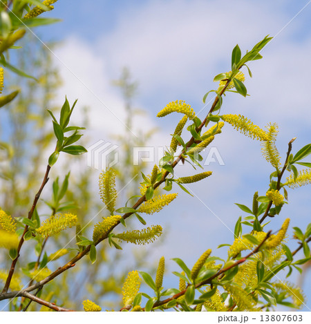 willow twigs on blue sky background willow twigs on blue sky background 13807603