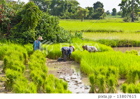 Farmer in rice field, Thailand Farmer in rice field, Thailand 13807615