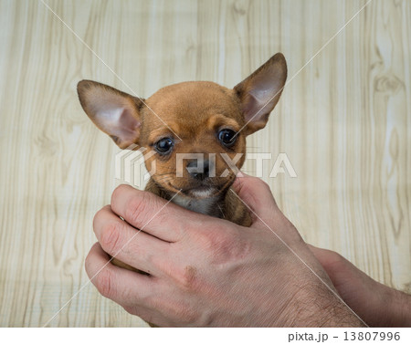 Chihuahua puppy Chihuahua puppy 13807996