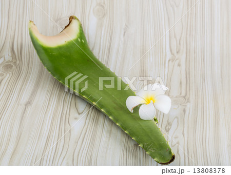Aloe vera 13808378