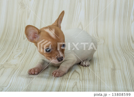 Chihuahua 13808599