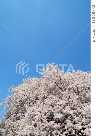 満開の桜 満開の桜 13808742