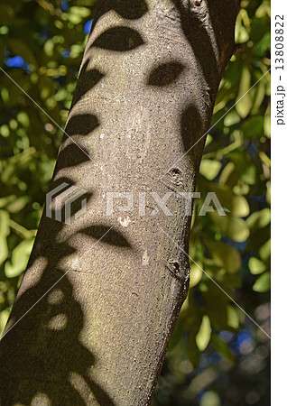 モチノキ(黐の木) モチノキ(黐の木) 13808822