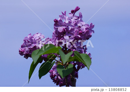 ライラック　和名は紫丁香花（むらさきはしどい） 13808852