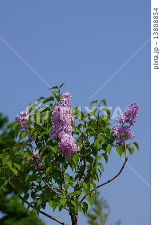 ライラック　和名は紫丁香花（むらさきはしどい） 13808854