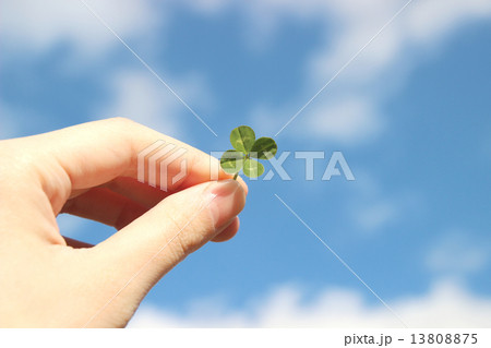 四葉のクローバー 13808875