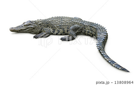 Crocodile 13808964