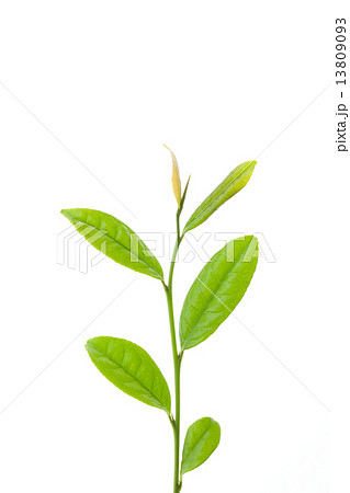 お茶の葉 13809093