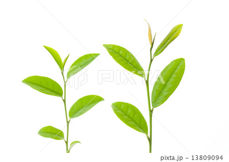 お茶の葉 13809094