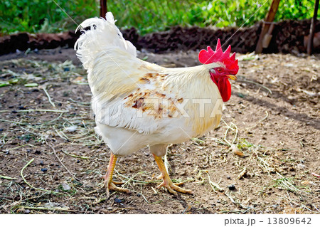 Cock white in paddock Cock white in paddock 13809642