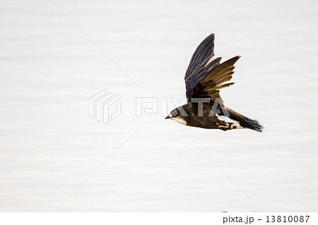 ハリオアマツバメ ハリオアマツバメ 13810087