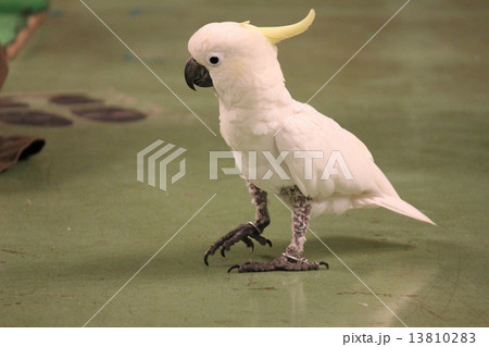 オウム オウム 13810283