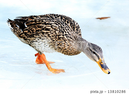wild duck winter wild duck winter 13810286
