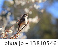 梅と野鳥 13810546