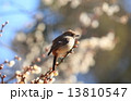 梅と野鳥 13810547