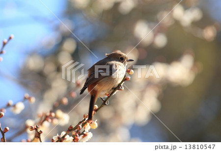 梅と野鳥 梅と野鳥 13810547