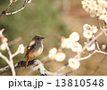 梅と野鳥 13810548
