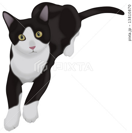 正面を向いた白黒の猫のイラスト素材