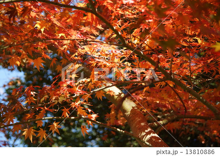 紅葉 13810886