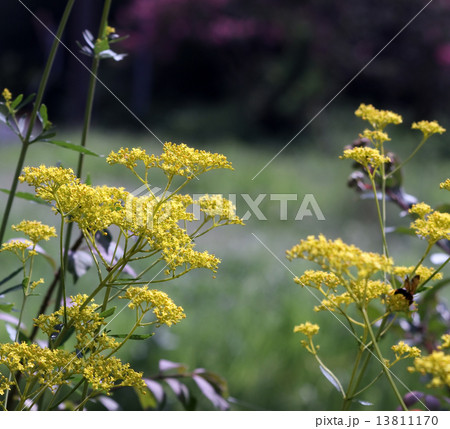 オミナエシ オミナエシ 13811170