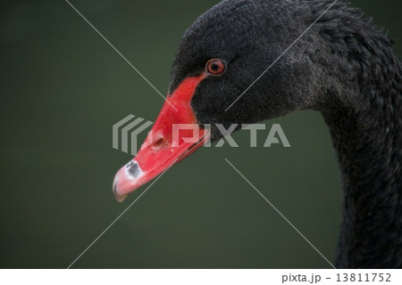 Close-up of black swan with red beak Close-up of black swan with red beak 13811752