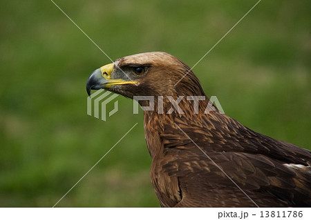 Close-up of golden eagle in grassy field 13811786
