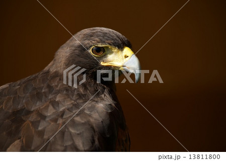 Close-up of Harris hawk against brown background 13811800