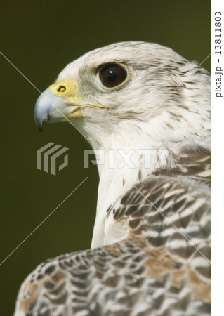 Close-up of head and neck of gyrfalcon Close-up of head and neck of gyrfalcon 13811803