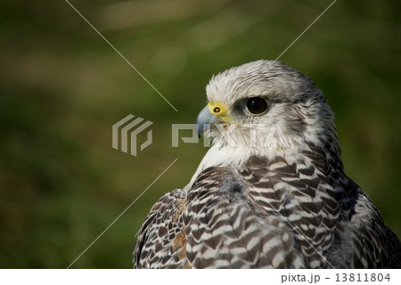Close-up of head and wings of gyrfalcon 13811804