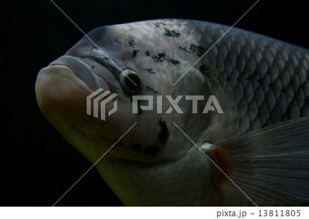 Close-up of head of a giant gourami Close-up of head of a giant gourami 13811805