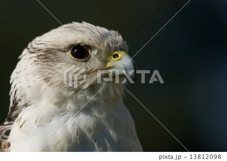 Close-up of head of gyrfalcon in profile 13812098