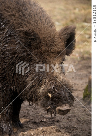 Close-up of muddy head of wild boar 13812119