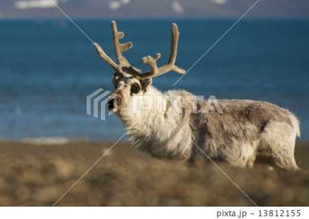 Close-up of reindeer on a shingle beach Close-up of reindeer on a shingle beach 13812155