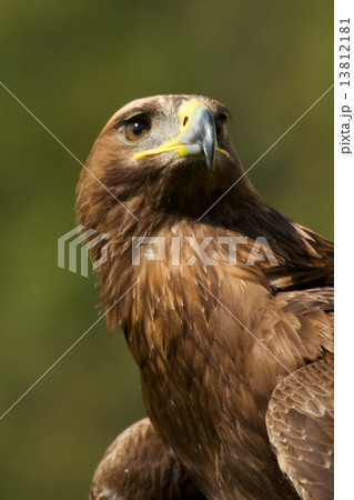 Close-up of sunlit golden eagle from below 13812181