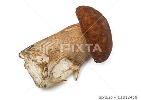 a beautiful mushroom a beautiful mushroom 13812459