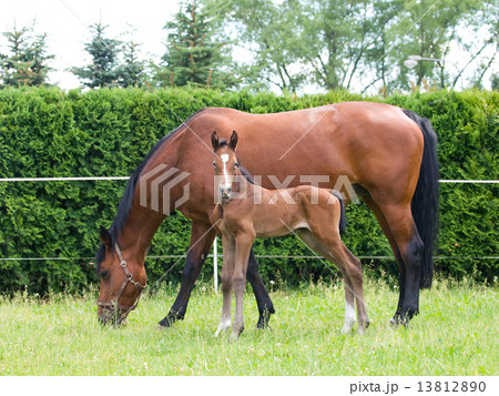 Newborn foal with mare Newborn foal with mare 13812890